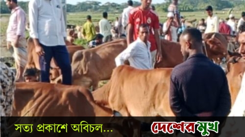 চরফ্যাশন কাজল মিয়ার বাজারে আসন্ন কোরবানি ঈদকে সামনে রেখে জমে উঠেছে কোরবানি পশুর হাট