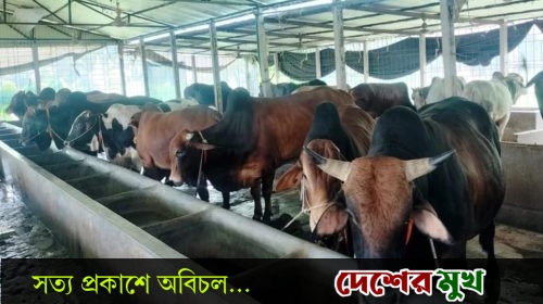 চাহিদার তুলনায় কোরবানীর পশুর সংখ্যা বেশি