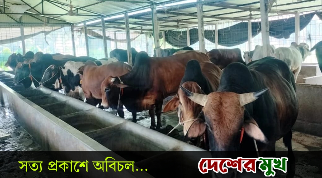 চাহিদার তুলনায় কোরবানীর পশুর সংখ্যা বেশি