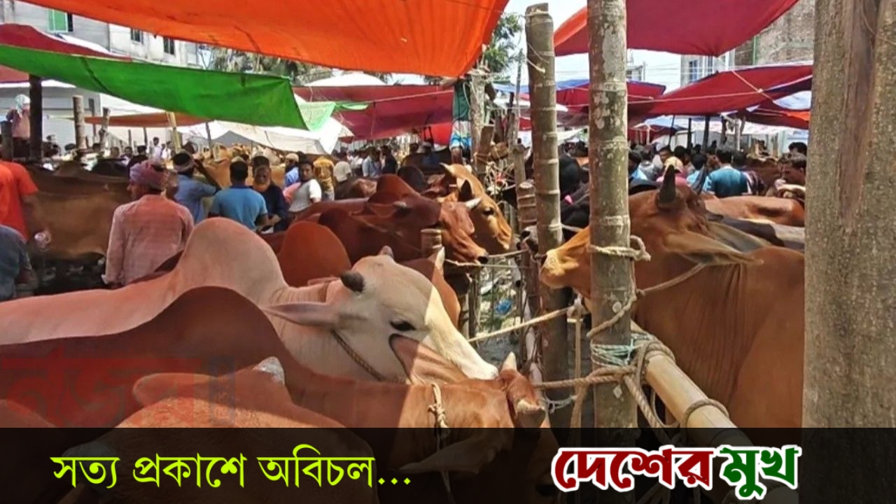 ক্রেতা-বিক্রেতার পদচারণায় মুখর বরগুনার কোরবানির পশুর হাট, বেড়েছে দেশি গরুর চাহিদা