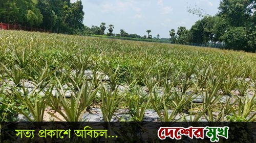 ‎ফরিদপুরে ৮ বিঘা জমিতে প্রথমবারের মতো বাণিজ্যিক আনারস চাষ, ৮০ লাখ টাকা আয়ের আশা