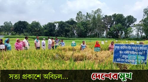 মানিকগঞ্জে জৈব উপায়ে রকমারী ধান চাষ গবেষণার মাঠ দিবস উদযাপন