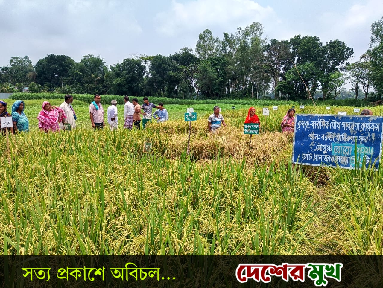মানিকগঞ্জে জৈব উপায়ে রকমারী ধান চাষ গবেষণার মাঠ দিবস উদযাপন