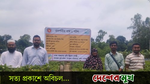 হরিরামপুরে পটল চাষে কৃষকের হাসি
