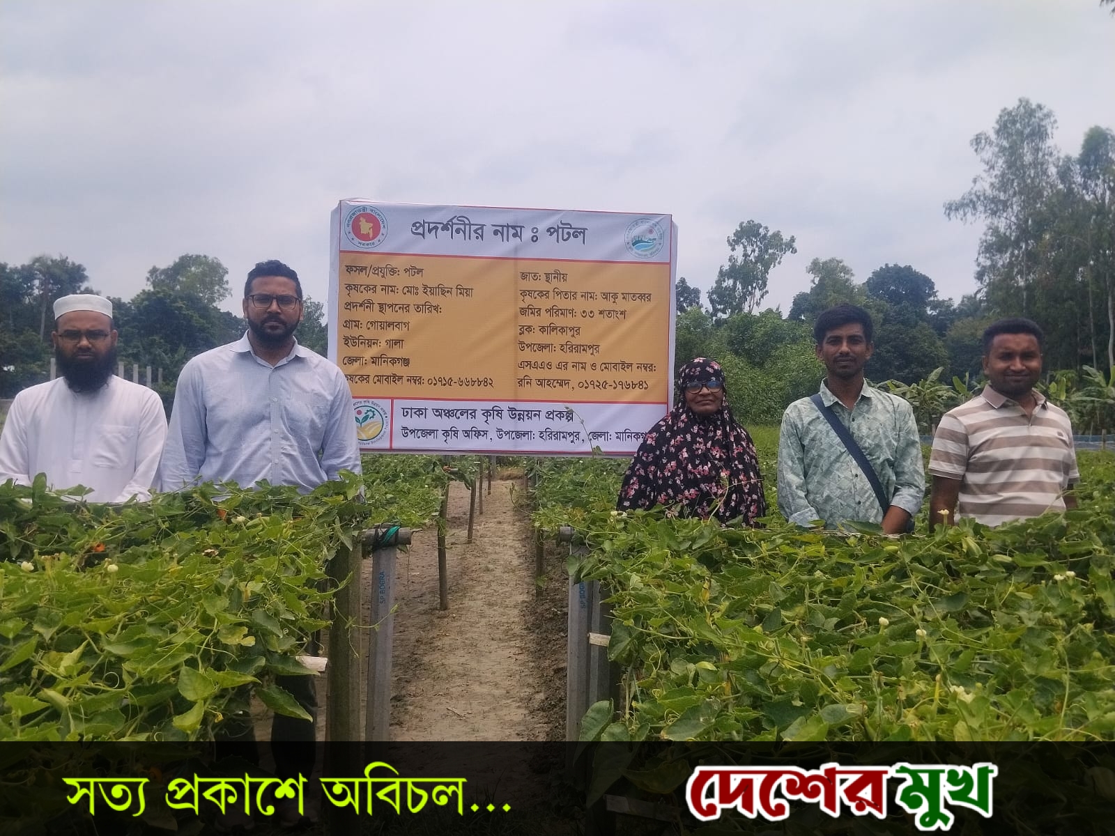 হরিরামপুরে পটল চাষে কৃষকের হাসি