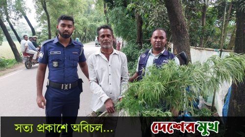 সুনামগঞ্জের হরিনগরে বাড়ির ছাঁদ থেকে গাঁজার গাছসহ ১ জন আটক
