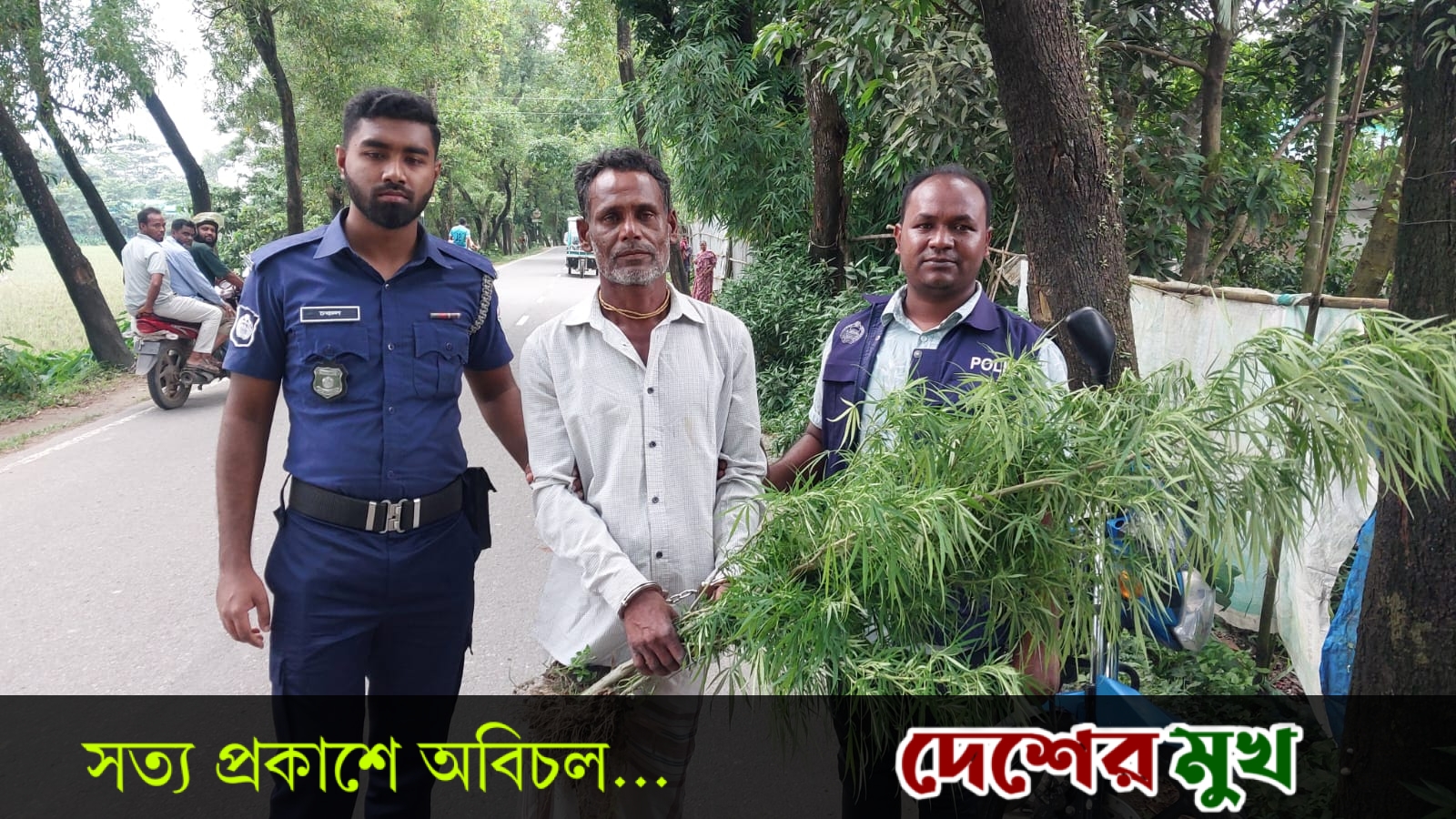 সুনামগঞ্জের হরিনগরে বাড়ির ছাঁদ থেকে গাঁজার গাছসহ ১ জন আটক