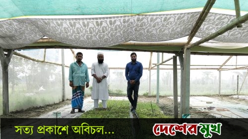 হরিরামপুরে পলিশেড হাউসে চারা উৎপাদনের নতুন সম্ভাবনা