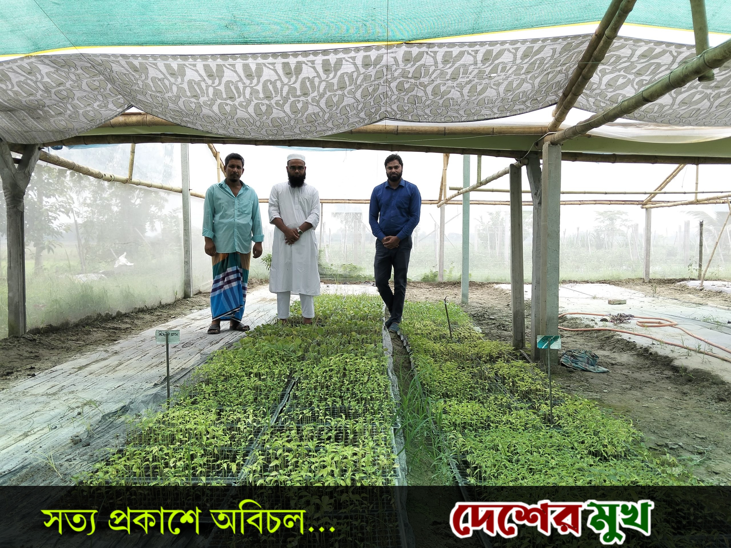 হরিরামপুরে পলিশেড হাউসে চারা উৎপাদনের নতুন সম্ভাবনা
