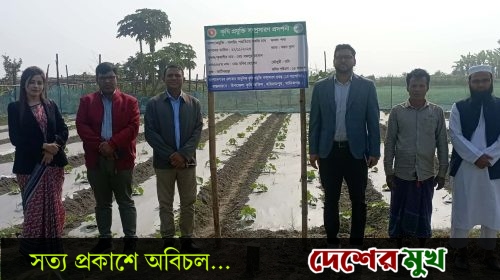 হরিরামপুরে জনপ্রিয় হচ্ছে মালচিং পদ্ধতিতে সবজি চাষ
