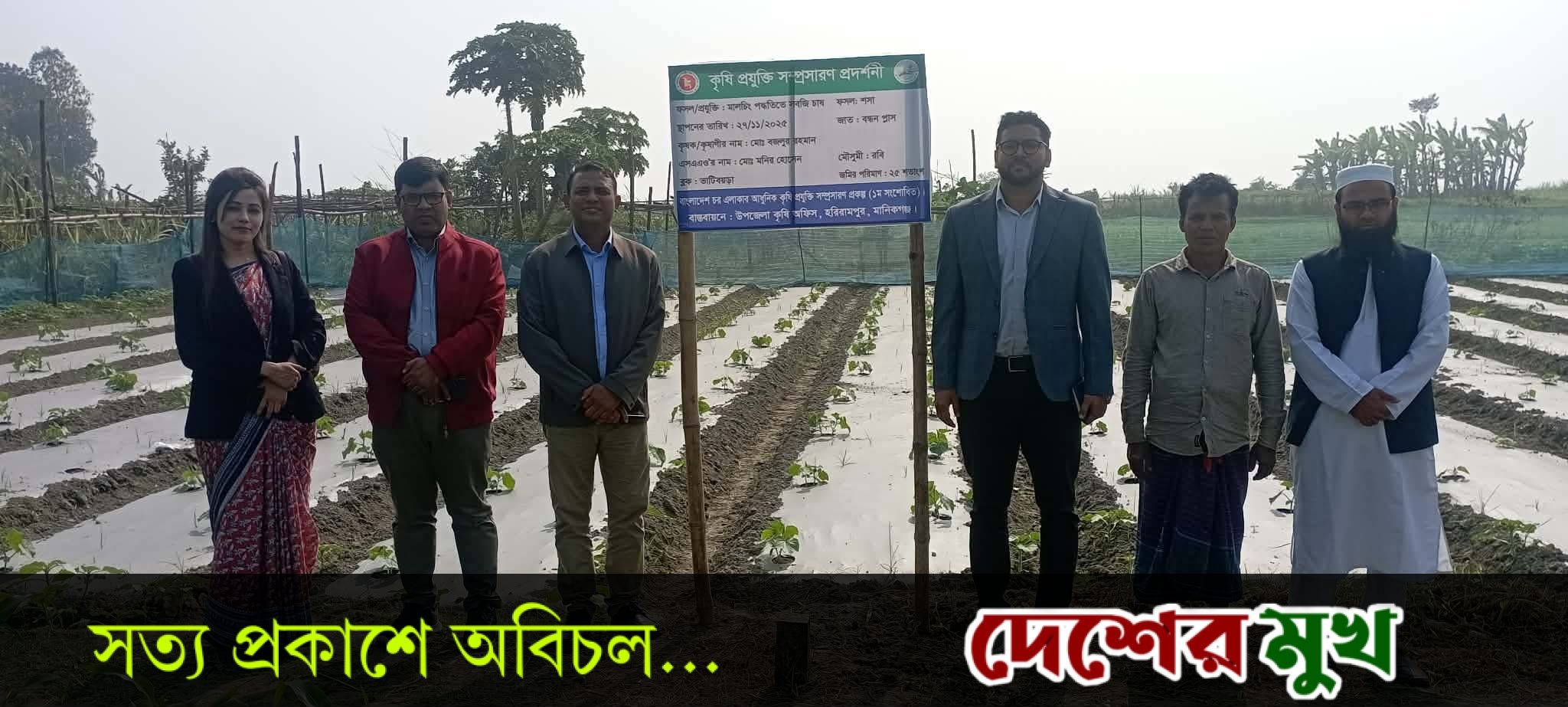 হরিরামপুরে জনপ্রিয় হচ্ছে মালচিং পদ্ধতিতে সবজি চাষ