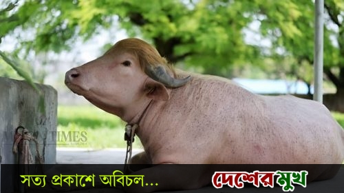 আলোচিত মহিষ ‘ডোনাল্ড ট্রাম্প এখন সাভারের বাংলাদেশ প্রাণিসম্পদ গবেষণা ইনস্টিটিউটে (বিএলআরআই) এ