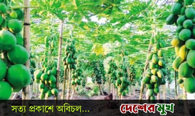 পীরগঞ্জে পেঁপের ফলন হয়েছে বাম্পার, কিন্তু দাম কম, কৃষক হতাশ